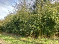 Bambus-Leipzig: Fargesia robusta campbell - Hecke - Ort: Leipzig