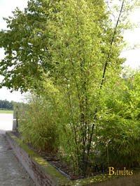 Bambus-Leipzig: Bambushain von Phyllostachys Nigra Punctata - Ort: Leipzig