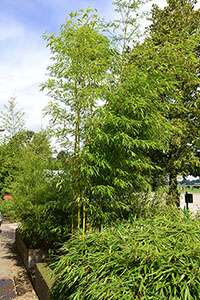 Bambus-Leipzig: Halmaustrieb von Phyllostachys vivax aureocaulis - Ort: Leipzig