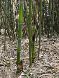 Bambus-Leipzig: Halmaustrieb von Phyllostachys bambusoides  - Ort: Leipzig