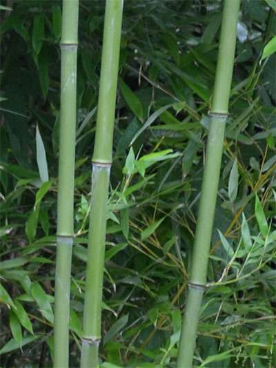 Bambus-Leipzig: Halmansicht von Phyllostachys bissetii - Ort: Leipzig