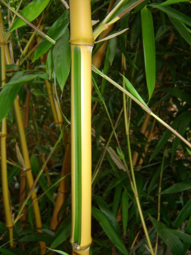 Bambus-Leipzig: Phyllostachys bambusoides Castilloni - Detailansicht vom gelbem Halm mit gr�nem Sulcus - Ort: Leipzig