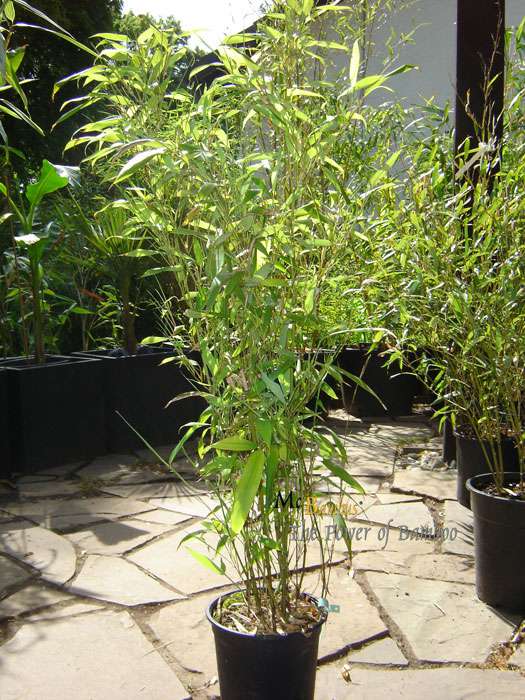 Bambus-Leipzig: Phyllostachys Mannii H�he ca. 80 cm - Ort: Leipzig