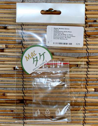 Bambus-Leipzig: Phyllostachys pubescens Moso - Ernte Oktober 2025 - Ort: Leipzig