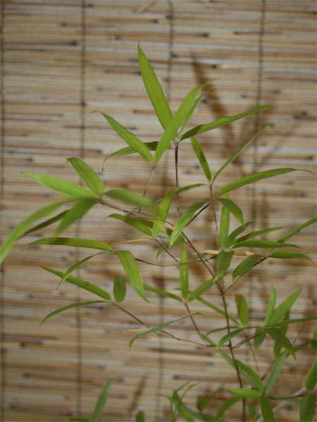 Bambus-Leipzig: Phyllostachys decora - Ort: Leipzig
