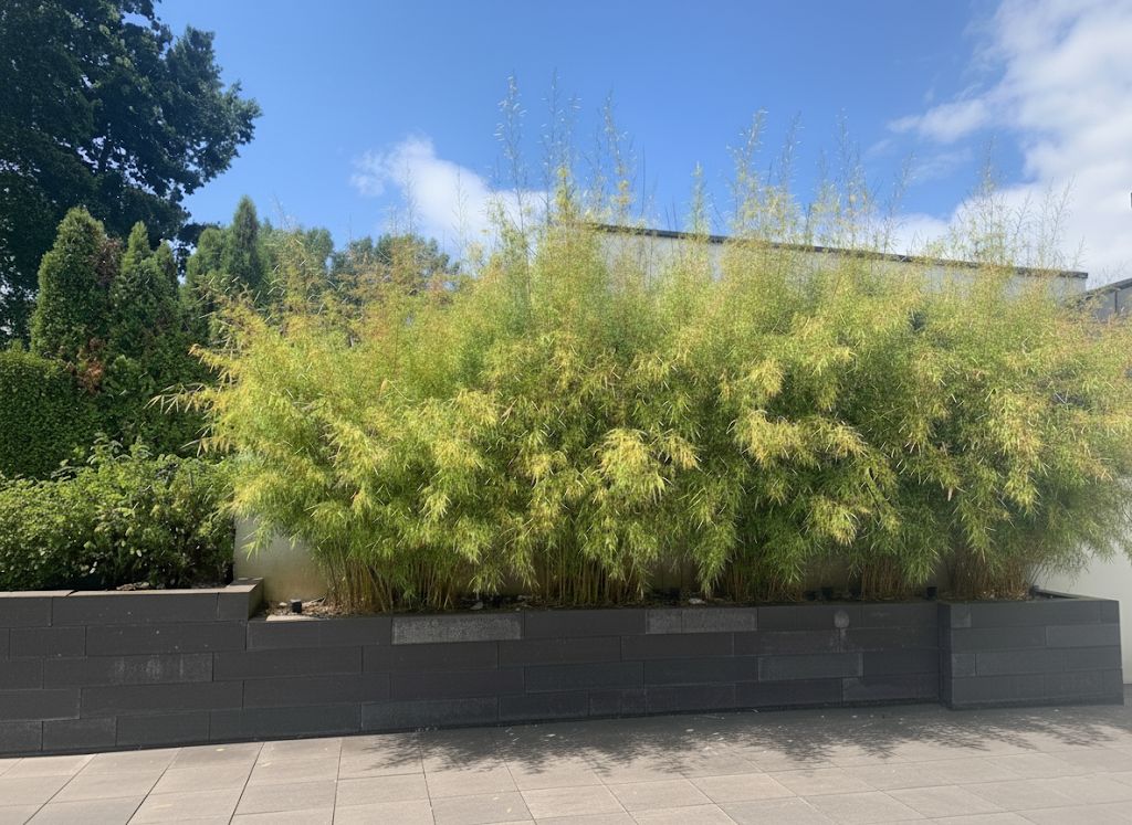 Bambus-Leipzig: Fargesia robusta campbell - Hecke - Ort: Leipzig