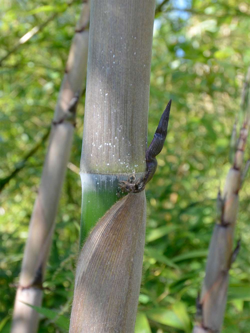 Bambus-Leipzig: Halmaustrieb von Phyllostachys Nigra Henonis - Ort: Leipzig