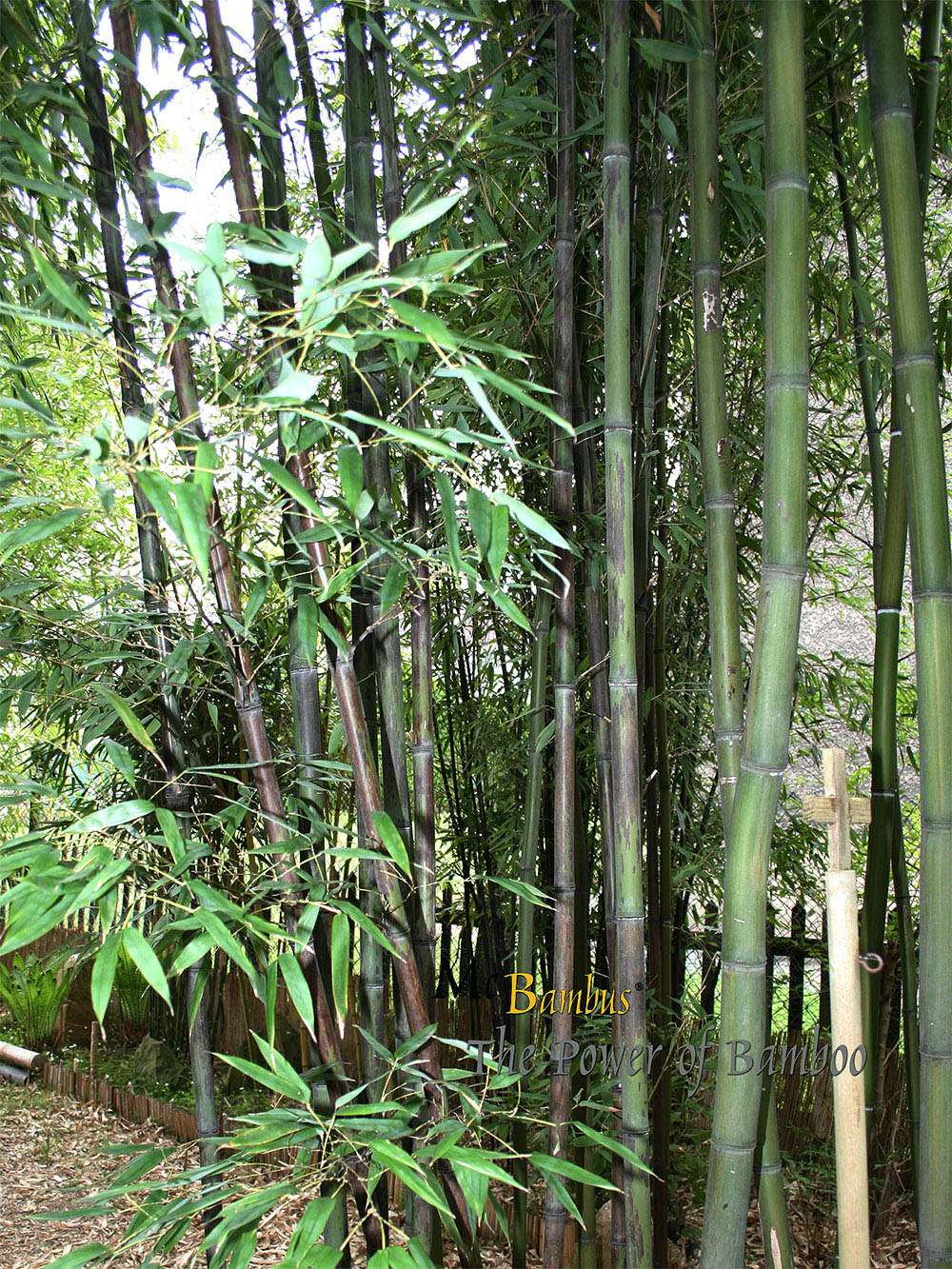 Bambus-Leipzig: Bambushain mit Phyllostachys nigra Boryana - Ort: Leipzig