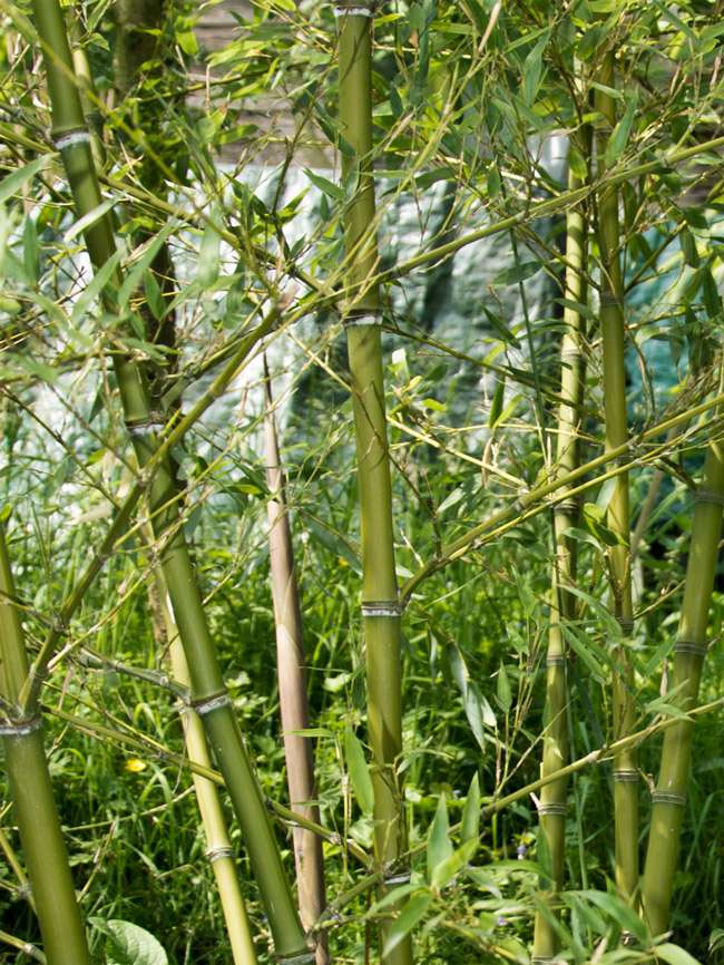 Bambus-Leipzig: Halmdetailansicht von Phyllostachys parvifolia mit dem charakteristische Halmreif unterhalb der Nodie - Ort: Leipzig