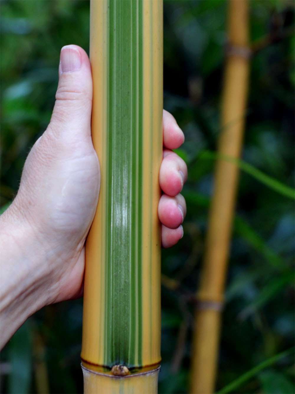 Bambus-Leipzig: Halmdetail von Phyllostachys vivax Huangwenzhu Inversa - Ort: Leipzig