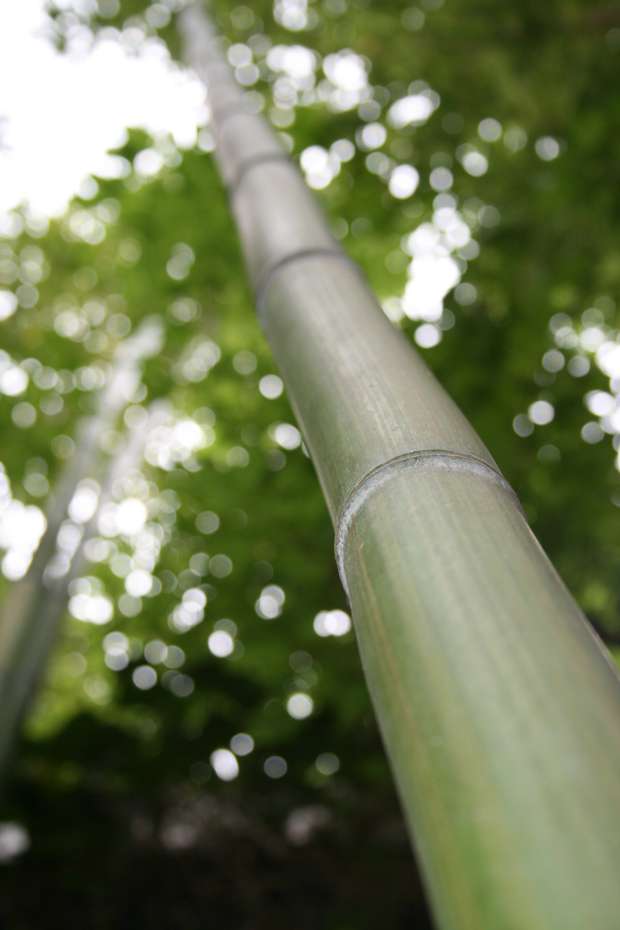 Bambus-Leipzig: Phyllostachys vivax McClure - Ort: Leipzig
