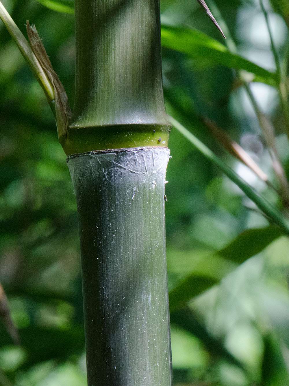 Bambus-Leipzig: Phyllostachys atrovaginata - Detailansicht Halm nach dem Austrieb - Ort: Leipzig