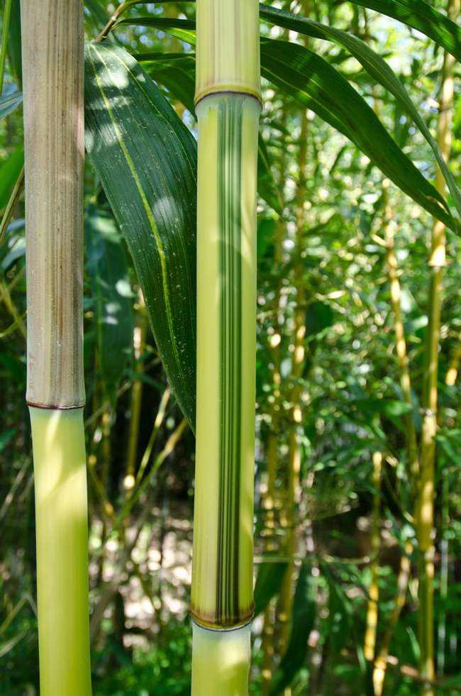 Bambus-Leipzig: Detailansicht vom Bambus Halm - Phyllostachys aureosulcata Spectabilis - Ort: Leipzig