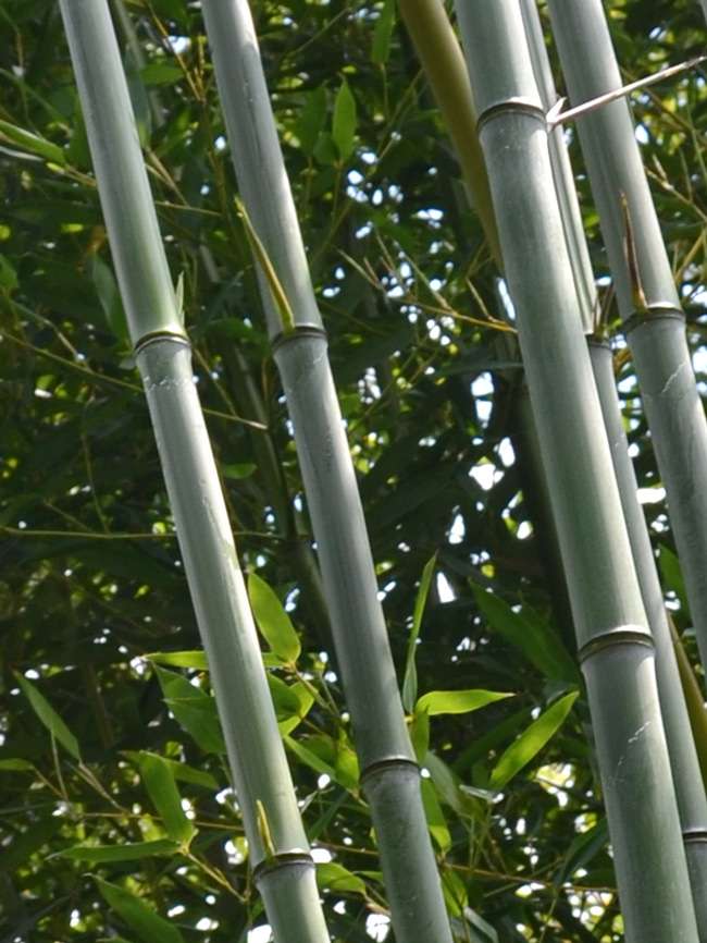 Bambus-Leipzig: Phyllostachys aureosulcata alata - typische olivf�rbung der Halme - Ort: Leipzig