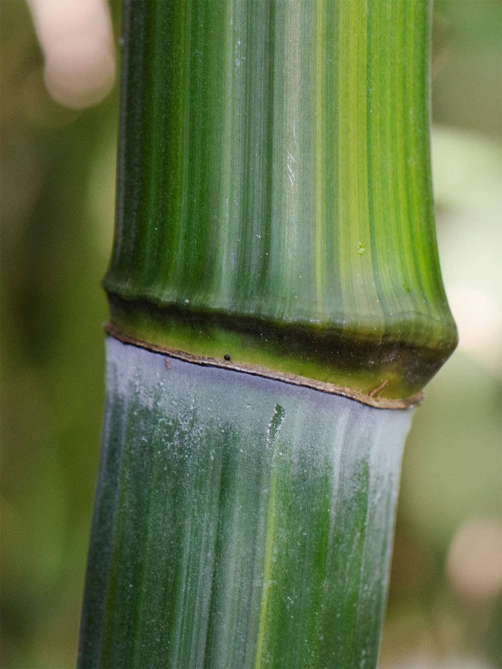 Bambus-Leipzig: Detailansicht vom Bambushalm Phyllostachys aureosulcata harbin - Ort: Leipzig