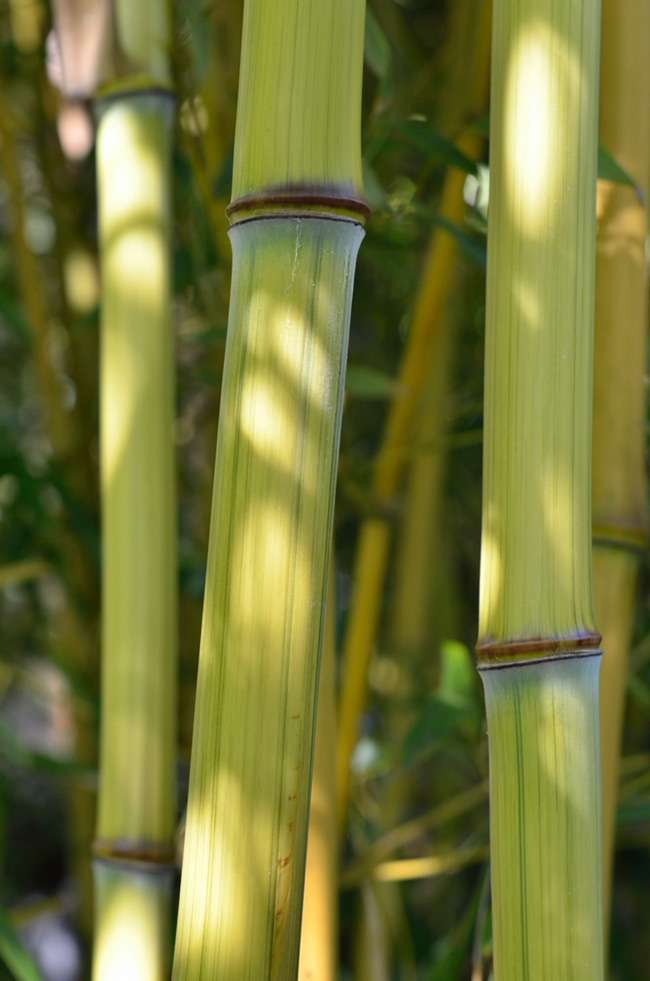 Bambus-Leipzig: Detailansicht vom Bambushalm Phyllostachys aureosulcata harbin inversa - Ort: Leipzig