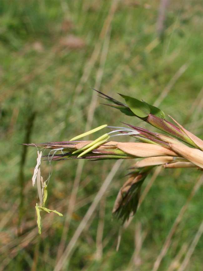 Bambus-Leipzig: Detailansicht der Bambusbl�te 2014 von Phyllostachys kwangsiensis - Ort: Leipzig