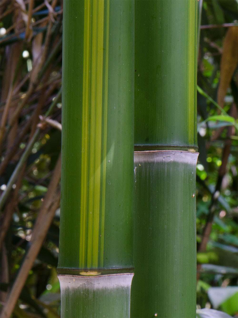 Bambus-Leipzig: Halmzeichnung von der Bambussorte Phyllostachys vivax huangwenzhu - Ort: Leipzig