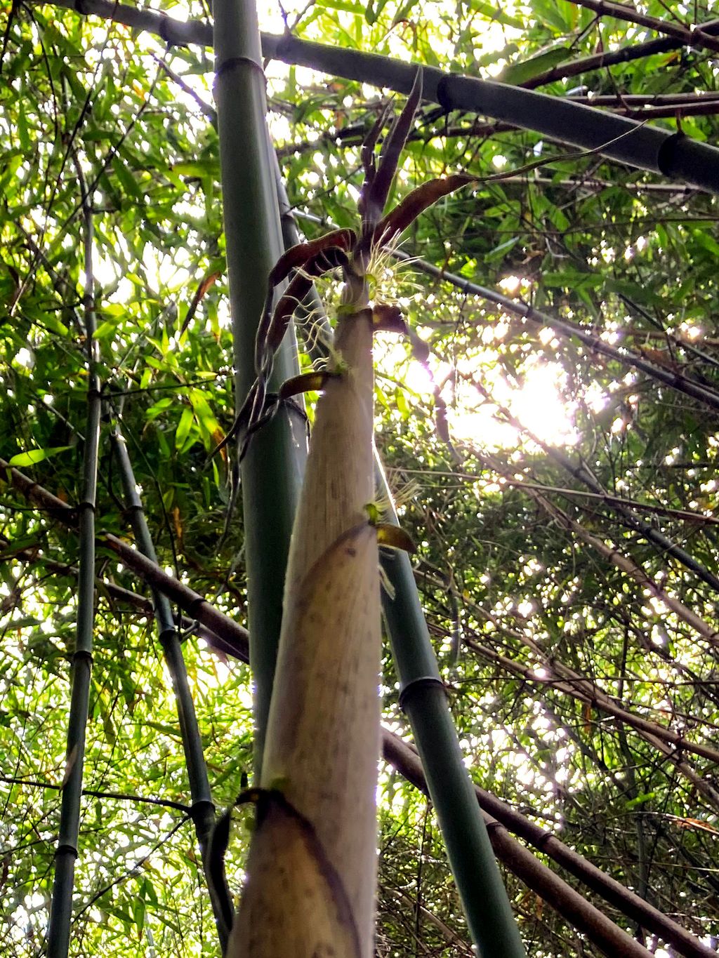 Bambus-Leipzig: Halmaustrieb von Phyllostachys bambusoides - Ort: Leipzig