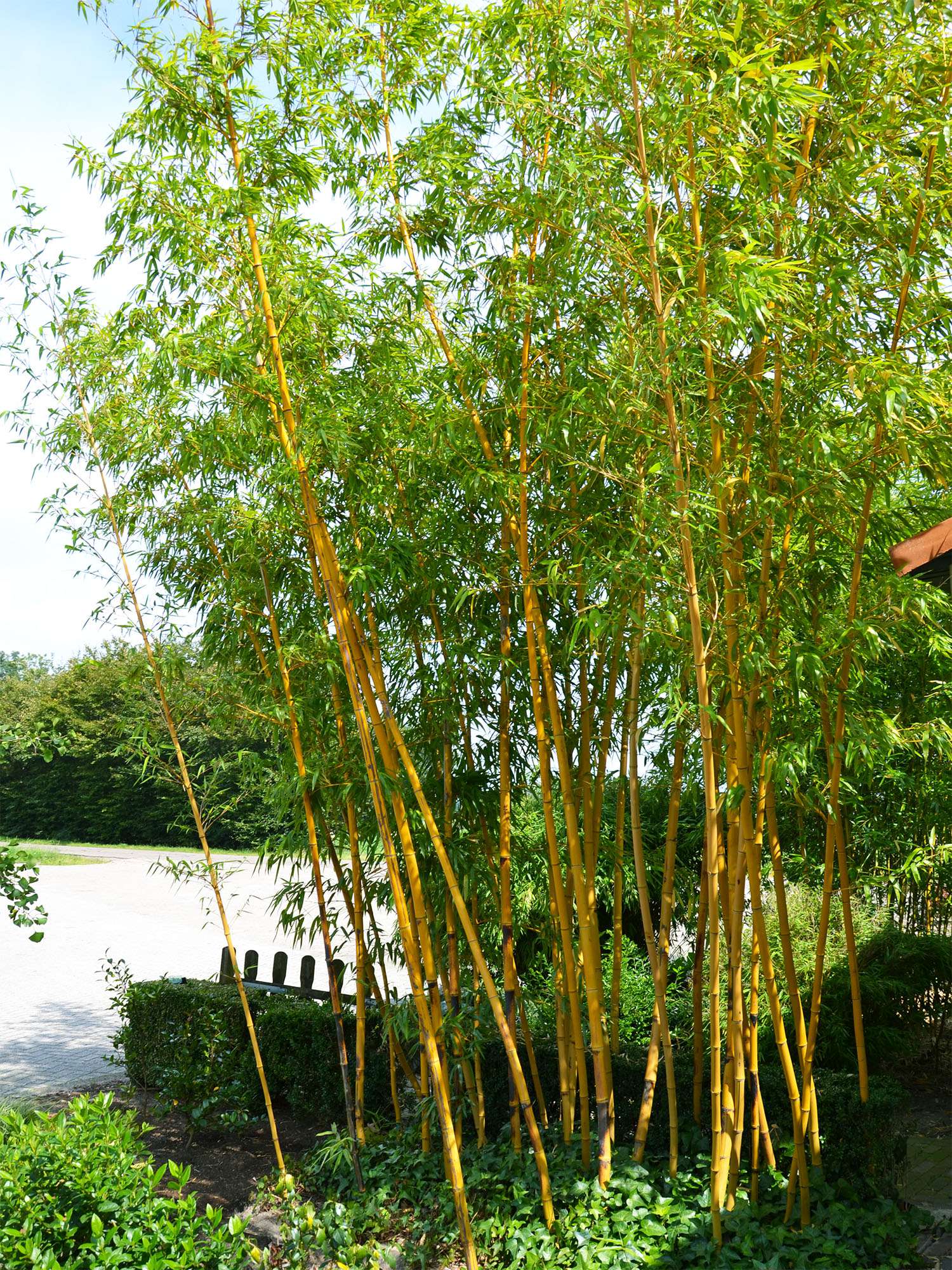 Bambus-Leipzig: Aufnahme von Phyllostachys vivax aureocaulis - Ort: Leipzig