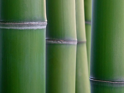 Bambus-Leipzig Phyllostachys